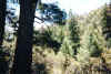chir_03.jpg (52974 bytes)